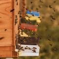 Die Ausstattung von Bienenstöcken mit Hightech soll das Überleben erleichtern (Bild: Pixabay/Suju) 