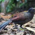 Der Bindengrund-Kuckuck gehört zu den Vögeln, ie auf tropischen Wiederbewaldungsflächen in Ecuador nachgewiesen wurden. (Bild: John Rogers / Martin Schaefer) 