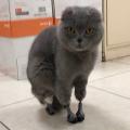 Katze Dymka mit 3D-gedruckten Prothesen (Bild: Screenshot)