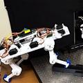 Neuartiger Katzenroboter mit selbstlernenden Beinen (Foto: Matthew Lin)