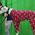 Motion Capture: Hunde lassen sich günstig digital vermessen (Foto: bath.ac.uk)