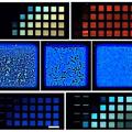 Farblicher Gesamteindruck von leuchtenden Mustern ist mittels KI steuerbar (Fotos: mpikg.mpg.de)