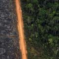 Die Entwaldung im südamerikanischen Regenwald dehnt sich entlang von Strassen aus – wie hier im brasilianischen Amazonasgebiet. (AP Photo/Victor R. Caivano) 