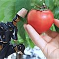 Künstliche Haut einer Robo-Hand beim Betasten einer Tomate (Foto: tsinghua.edu.cn/en)