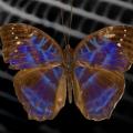 Das Männchen der tropischen Schmetterlingsart Cynandra opis diente den 3D-​gedruckten Strukturfarben als Vorbild. (Bild: ETH Zürich)
