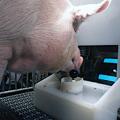 Schwein beim Gamen (Foto: Eston Martz, psu.edu)
