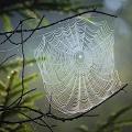 Spinnennetz: Gebilde wie dieses können Geräusche "erkennen" (Foto: Albrecht Fietz, pixabay.com)