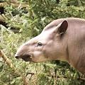 Tapir: Tier gehört zu jener Art, die in Brasilien viele Unfälle verursacht (Foto: Nina/pixabay.de)