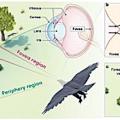 Prinzipskizze der Funktionen der Vogelaugen-Kamera (Infografik: IBS)