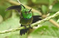 Die Purpurbrust Amazille zählt ebenfalls zu den Vögeln, ie auf tropischen Wiederbewaldungsflächen in Ecuador nachgewiesen wurden. (Bild: John Rogers / Martin Schaefer)  