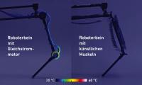 Wenn Roboterbeine eine bestimmte Position lange halten müssen, fliesst viel Strom durch den antreibenden Gleichstrommotor (links). Mit der Zeit geht Energie in Wärme verloren. Im Gegensatz dazu bleiben die künstlichen Muskeln kalt (rechts). Die künstlichen Muskeln arbeiten mit dem Prinzip der Elektrostatik und sind effizient, da sie keinen Stromfluss bei konstanter Belastung haben. (Bild: Thomas Buchner / ETH Zürich und Toshihiko Fukushima / MPI-IS)